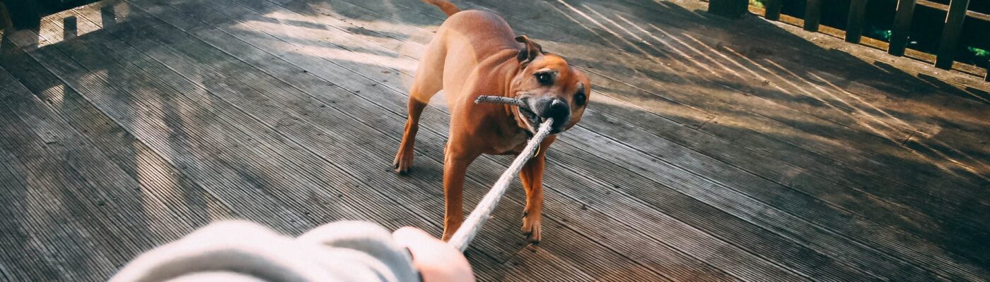 dog biting rope of person holding rope